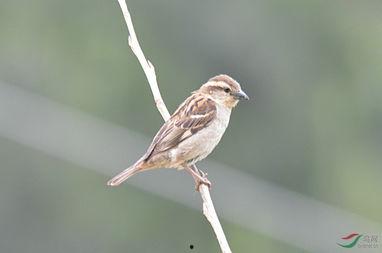 她不知道名字的那些鸟儿,揭秘她所不知的鸟儿世界